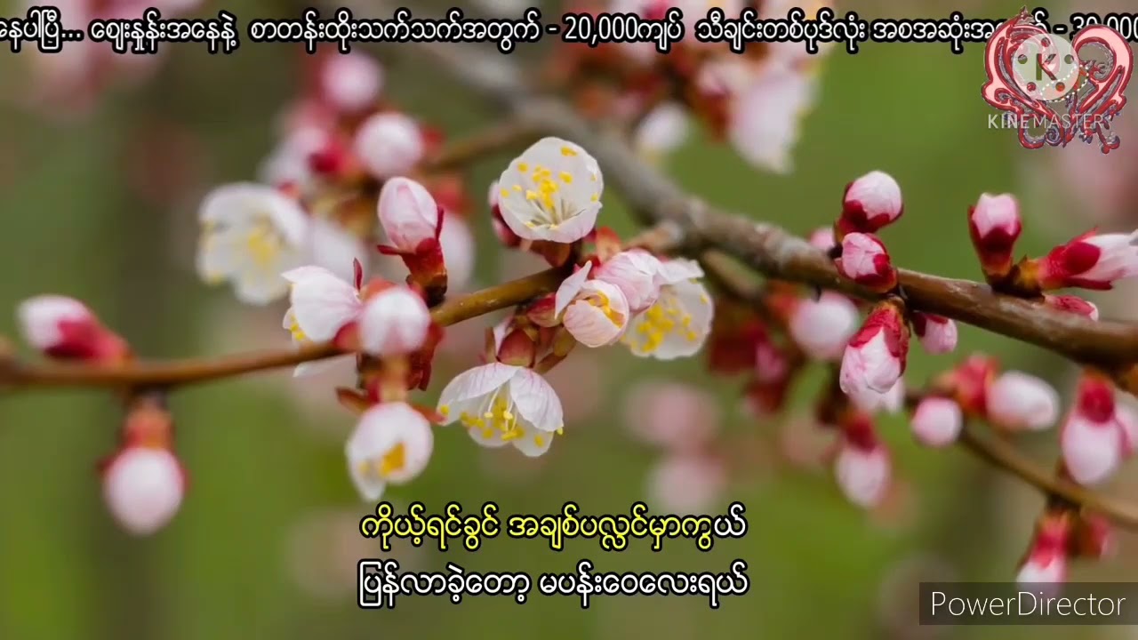 ပြန်လာခဲ့ပါမပန်းဝေ