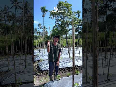 KESALAHAN PETANI SAAT PEMASANGAN AJIR #pertanian #petanimuda #petani #fypシ #fyp