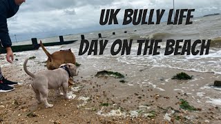 AMERICAN BULLY BLU FIRST TIME ON THE BEACH - Micro Pocket Bully by Uk Bully Life 2,354 views 3 years ago 3 minutes, 17 seconds