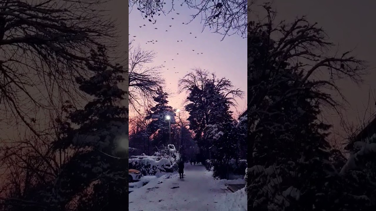 Migration of migratory birds in winter evening