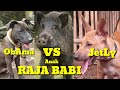 ADU BAGONG JAWA BARAT Pertarungan melawan anak raja babi vs anjing pemburu | DUGONG | PORBI JABAR