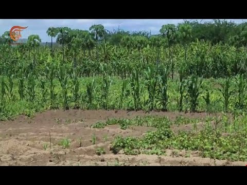الصومال مخاوف من تلف المحاصيل الزراعية جر اء مياه الامطار