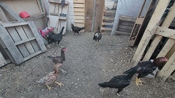 me nyuam qaib xyoo no naw!!