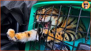 This Aggressive Rescue Cat Attacked Everyone — Until Cecilia Used Her Violin Lessons