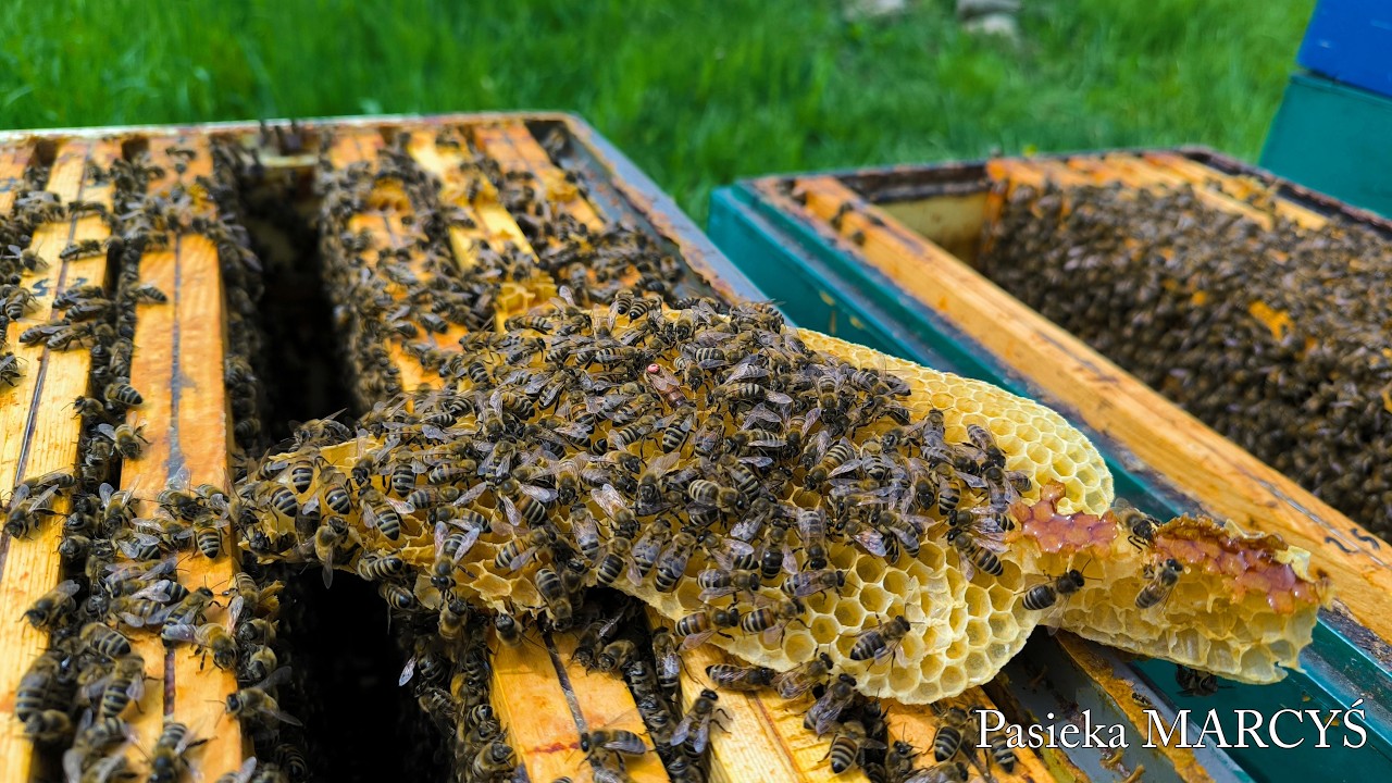 Nastrój rojowy w rodzinach pszczelich – co robić?