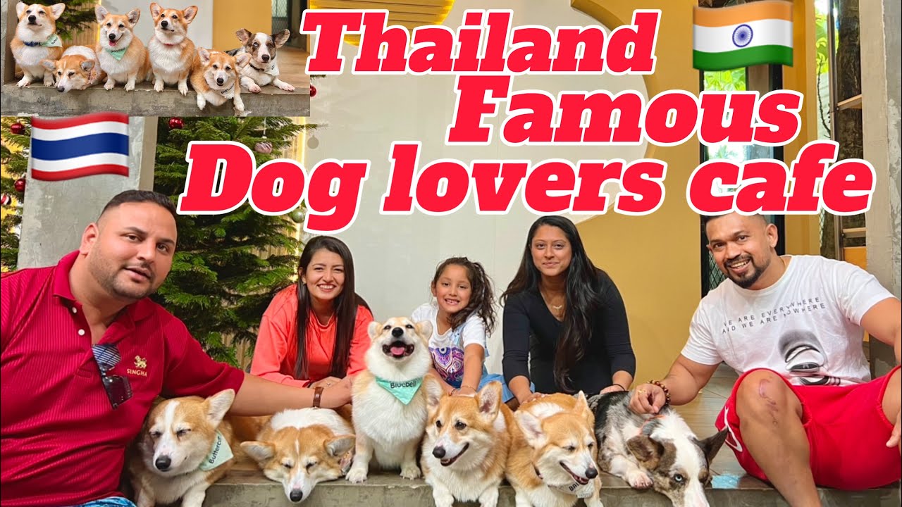 The BEST Dog Cafe In Thailand (The Dog's House Cafe)