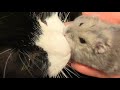 猫とハムスター🐭【30】🌸