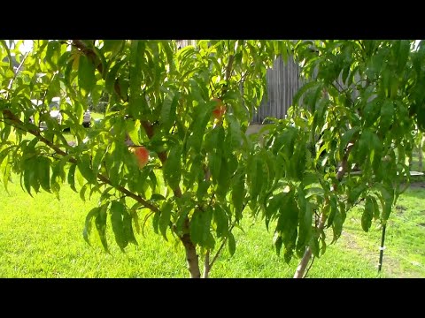 Video: What Is An Intrepid Peach: Learn About Growing Intrepid Peaches