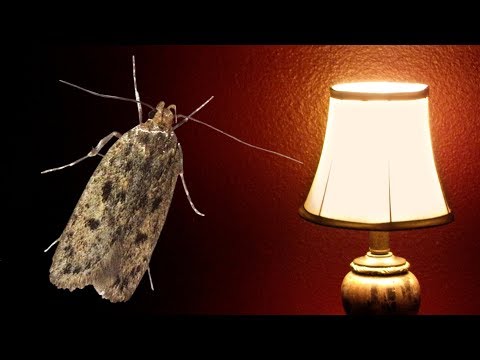 the-moth-and-the-lamp-(very-sad-story)
