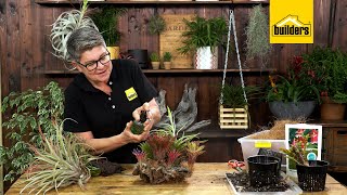 Bromeliads and Airplants With Tanya Visser