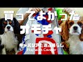 【犬のおもちゃ】おすすめの買ってよかったおもちゃはコレ！【キャバリアと遊ぶ暮らし＃23】