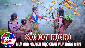 Sắc cam rực rỡ giữa cao nguyên Mộc Châu mùa hồng chín