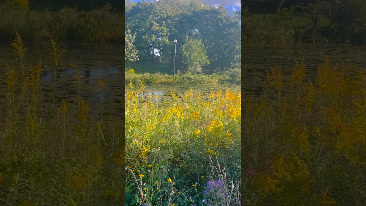 biodiversity 🌿✨