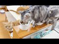 ごはんを狙われながらもマイペースに食べるあいちゃん。