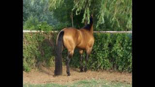 AQHA Buckskin Western Pleasure Stallion