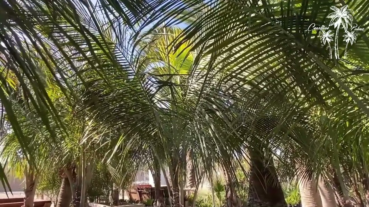 dracaena silk plant Nearly Natural 48in Dracaena Silk Plant (Real Touch)