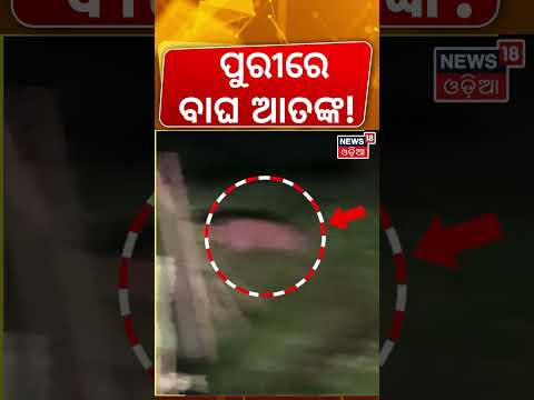 ଗାଁ ରାସ୍ତାରେ ବୁଲୁଛି ବାଘ ଛୁଆ ! Tiger Cub Show In Ganjam | Leopard Panic in Pipili | Odia News