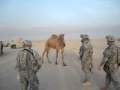 Camel vs Soldiers