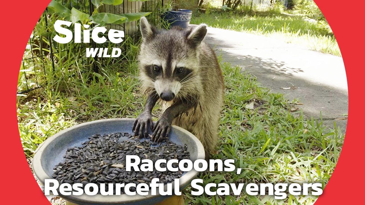How Do Raccoons Survive in the City? PART 2 SLICE WILD YouTube