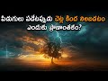 Why is Standing Under Trees During Lightning Dangerous?