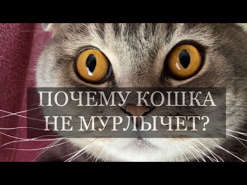 ПОЧЕМУ КОШКА НЕ МУРЛЫЧЕТ?