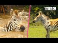 Zebra gets swept away as her foal watches on 🦓🥺 Serengeti II - BBC