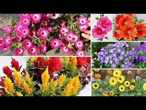 Video: Plante înflorite de iarnă: creșterea plantelor și tufelor cu flori de iarnă - Grădinărit Know How