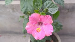 Growing Gorgeous Hibiscus (5 MUST DO TIPS)