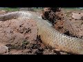 Top Dry Season Catch up Big Fish death Fish small fish and A lot fish from Rice field