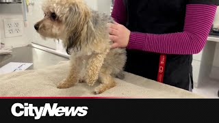 Calgary Humane Society offers up free spay and neuter clinic