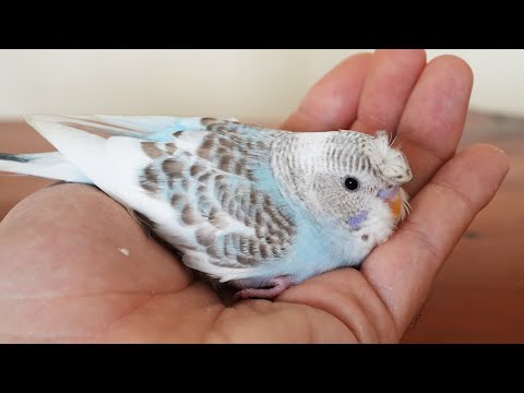 Video: Hayvan Kuşları / Kafesli Kuşları Tutma Etiği