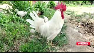 White Rooster Crowing Video Beautiful Rooster .