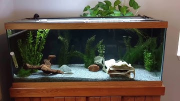 Three Types of Aquarium Overflows