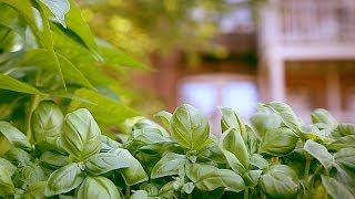 Mill City Grows A Community One Seed At A Time