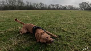 Mendip Way (Leg 05, WMW, 19 Feb 2025)