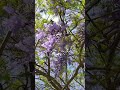 В Израиле цветёт Жакаранда. Фиолетовое чудо
