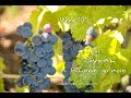 Wine 101: Syrah. a Rhone Grape