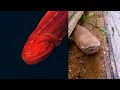 こんな生き物が存在したとは…信じられない生物18種
