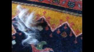dyson dc44 animal digital slim pet hair test
