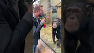 Endless Rainbow Tourist Pulls Long Cloth From Mouth For Chimp