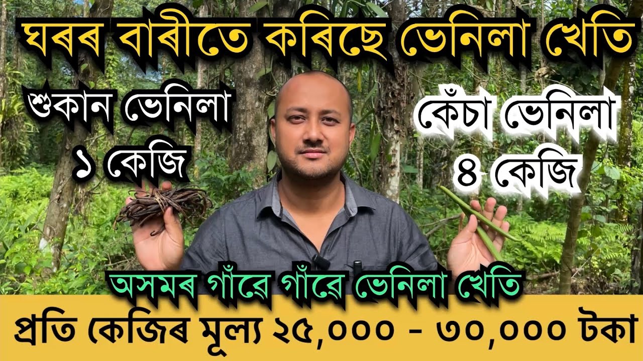 অসমৰ গাঁৱে গাঁৱে ভেনিলা খেতি।এক কেজিৰ দাম ২৫০০০ পৰা ৩০০০০ টকা॥ vanilla farming in Assam II Vanilla