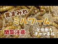 ミルワームケージのメンテナンス作業・フンを取り除いて床材を入れ替え。【ミルワーム飼育】