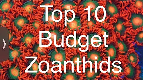 Top 10 BUDGET Friendly Zoanthid. Must Have Zoas For Your Reef Tank!