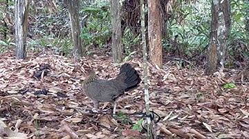 poj qaib tsauj zoo cuab heev