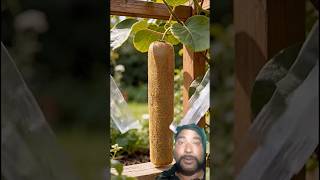 This Kiwi Grew Straight Up #kivi #fruit #glass #devcommunity #support #freshly