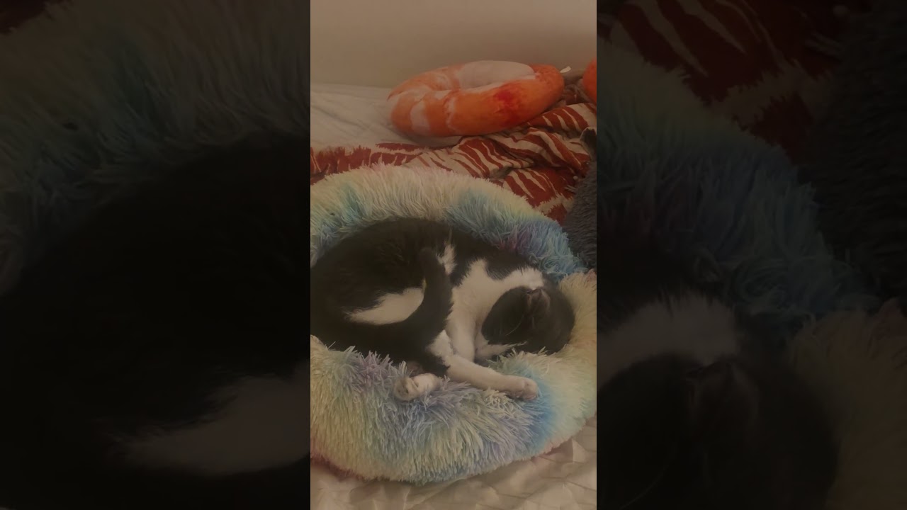 The equalizer 2 movie review with harriet & then Richard in the background 🦁🎬📽