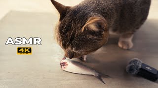 Cat Eats Fish ASMR