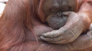 Orangutan Drinking Her Own Milk