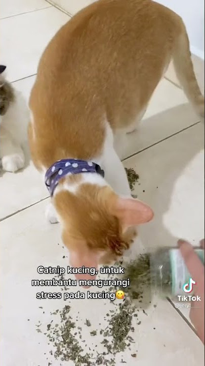 Kucing Ngefly