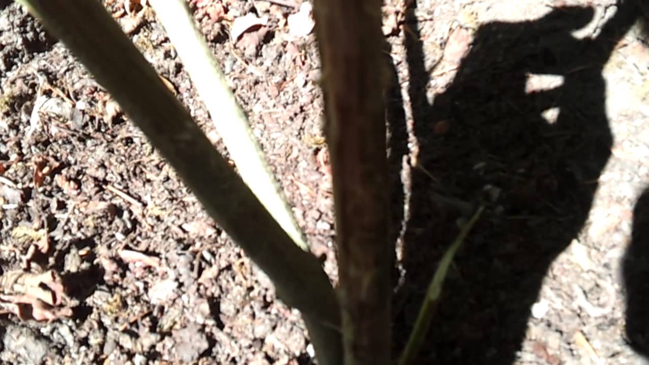 Outdoor Medical Marijuana #7 "Thc Paradise"